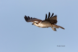 Birds-of-Prey;Flying-Bird;Osprey;Pandion-haliaetus;Photography;action;active;alo